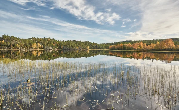 Green scrubs on Norwegian lake — Stock Photo, Image