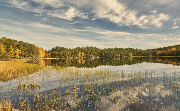 Очерету і кущів восени, Норвезька озеро — стокове фото