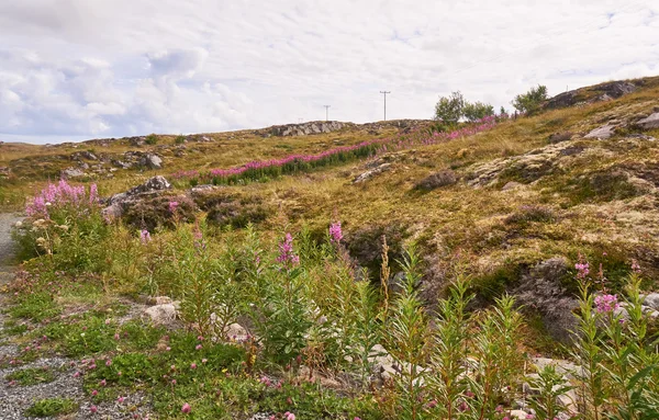 Paisaje en las islas pequeñas, Noruega, con flores rosadas de leña en frente — Foto de Stock