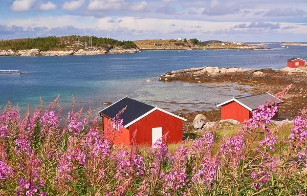 Bahía noruega en marea baja, alrededor de flores Rosebay Willowherb — Foto de Stock