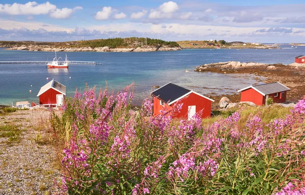 Krajobraz z fjord, rorbru i polanie z kwitnących fireweed — Zdjęcie stockowe