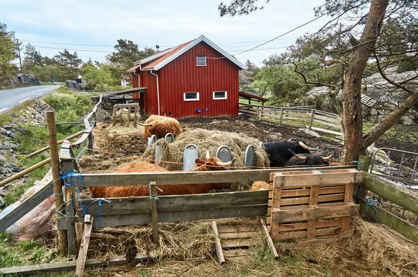 Noorse landelijke gebouwen en dieren — Stockfoto