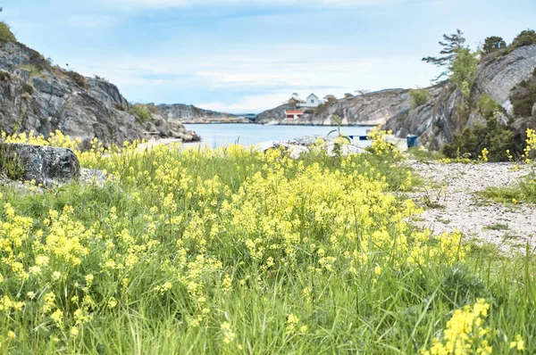 Znásilňování pole plné žlutých květin na norský Fjord — Stock fotografie