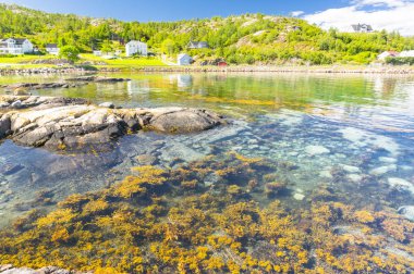 Masmavi su sığ Fiyordu kıyısında. Yeşil algler su.