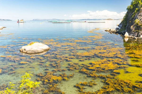 Fiordo norvegese in estate. Baia colorata, costa della Norvegia — Foto Stock