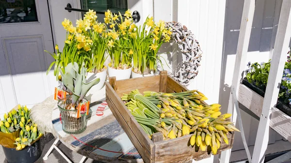 Norska påskliljor i vita ankor, korg med påskliljor — Stockfoto