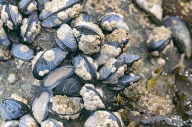  Mavi midye kayalar vantuzlu su salyangoz ile bağlı 