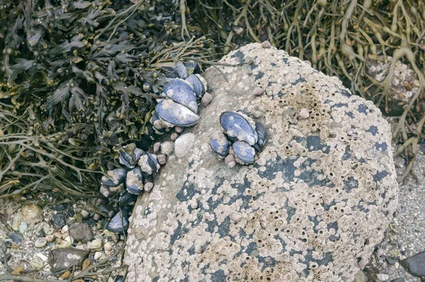Blauwe mosselen gekoppeld aan rotsen met limpet aquatische slak — Stockfoto