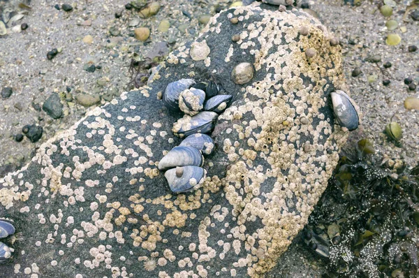 Blauwe mosselen gekoppeld aan rotsen met limpet aquatische slak — Stockfoto