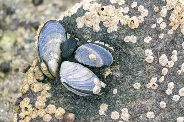 Mexilhões azuis ligados a rochas com caracóis aquáticos limpet — Fotografia de Stock