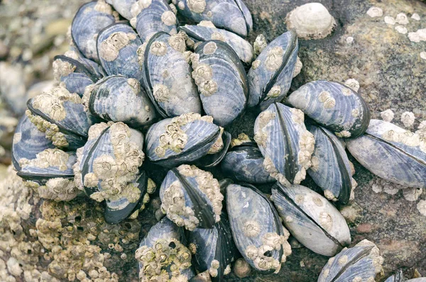 Moules bleues attachées aux rochers avec limon escargot aquatique — Photo