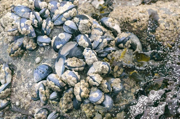 Blå musslor bifogas stenar med limpet vattenlevande snigel — Stockfoto