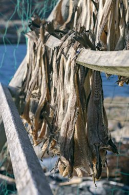 Dried and salted cod, stockfish hanging on a board clipart