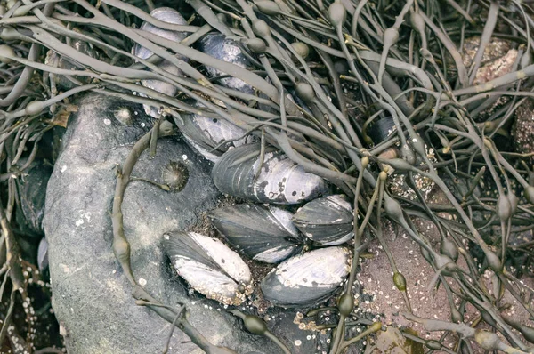 Mejillones azules unidos a rocas con caracol acuático limpet — Foto de Stock