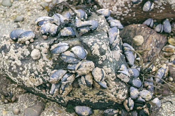 Mejillones azules unidos a rocas con caracol acuático limpet — Foto de Stock