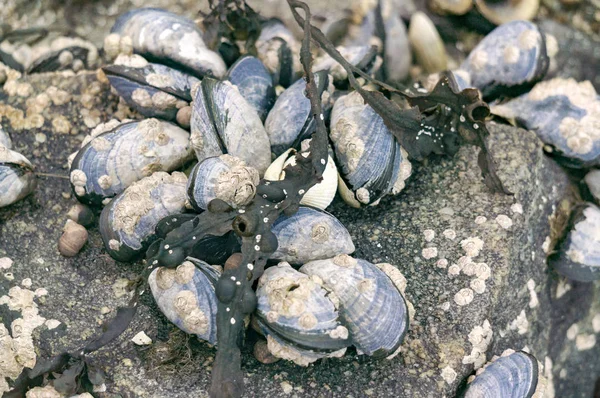 蓝色贻贝附着在岩石上, 有一只水上蜗牛 — 图库照片