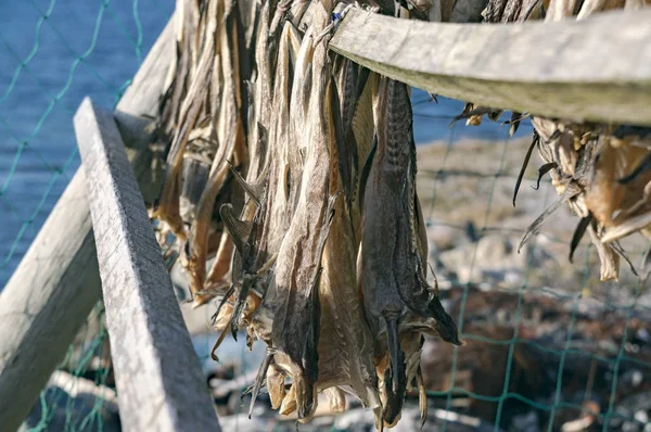 乾燥され、塩漬けのタラ、ボードに掛かっている干し魚 — ストック写真