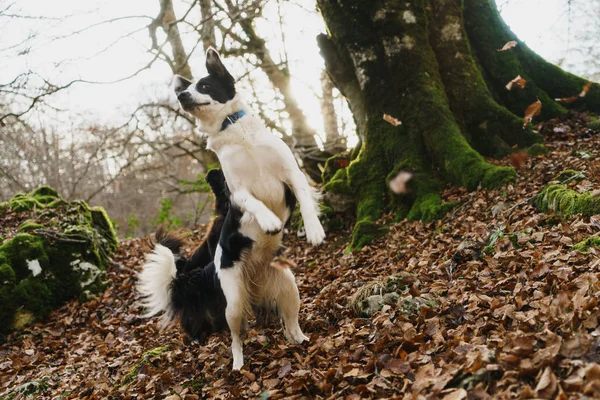 Juguetón perro en bosque — Foto de Stock