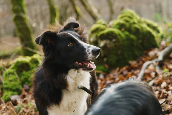 Две собаки в лесу — стоковое фото