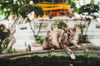 Su oturma sevimli kedi