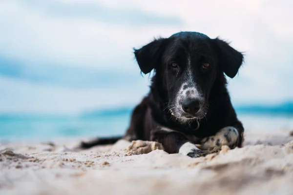Чёрная собака лежит на Сант — стоковое фото