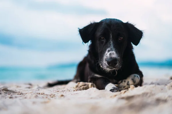 Cão preto deitado em sant — Fotografia de Stock