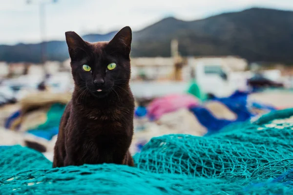 Black cat on net in port