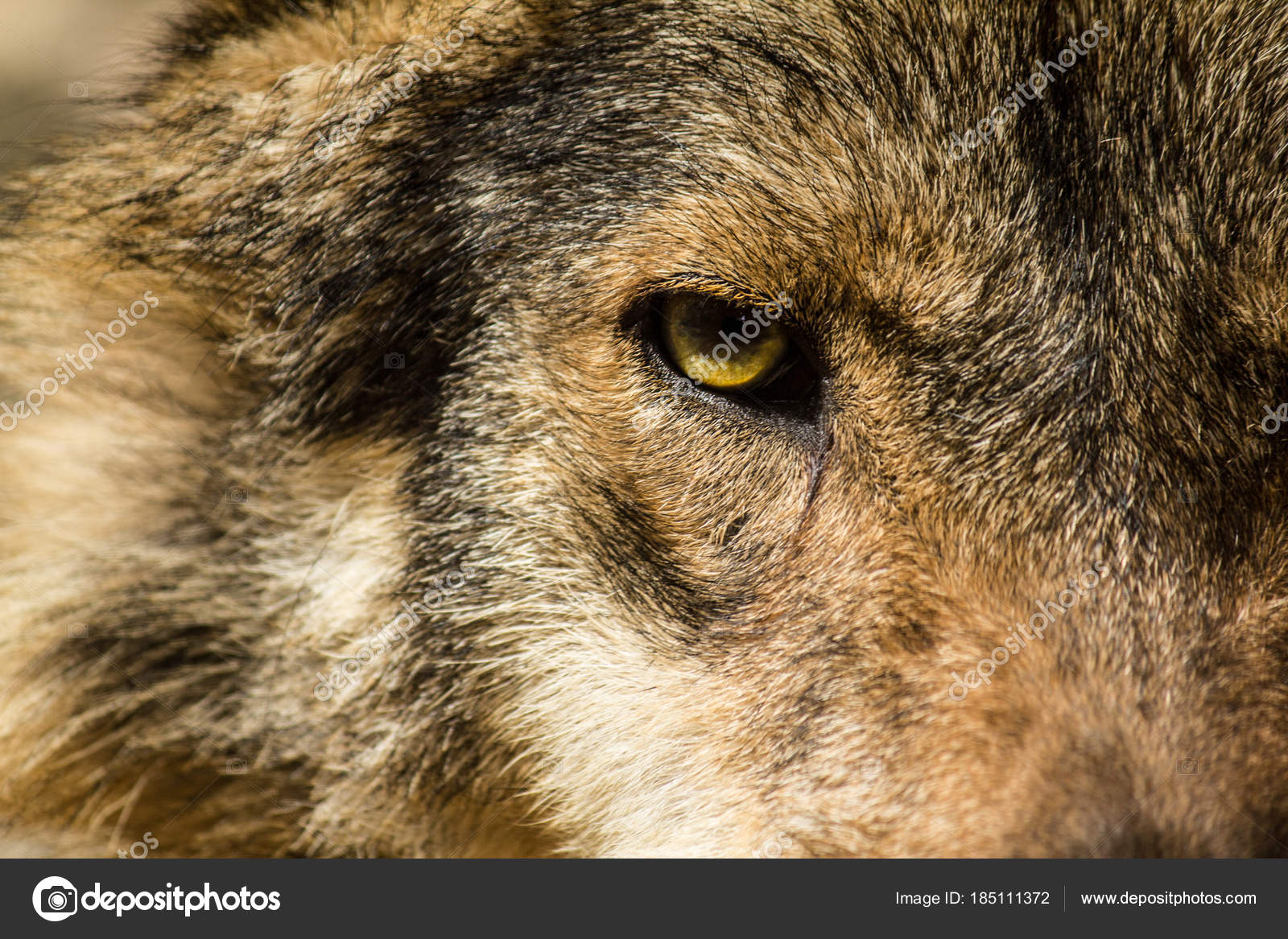 Yellow wolf eye Stock Photos, Royalty Free Yellow wolf eye Images |  Depositphotos