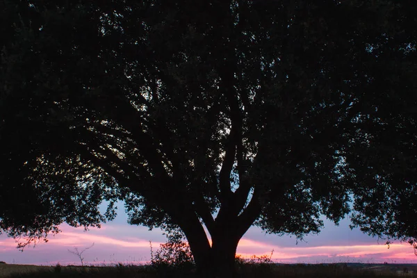 Black tree silhouette against sunset — Stock Photo, Image