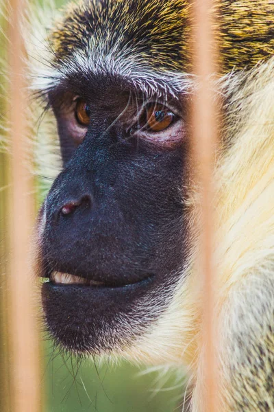 Monkey behind bars in cage