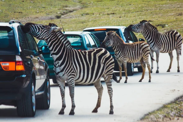 Zebras looking inside of cars on highway