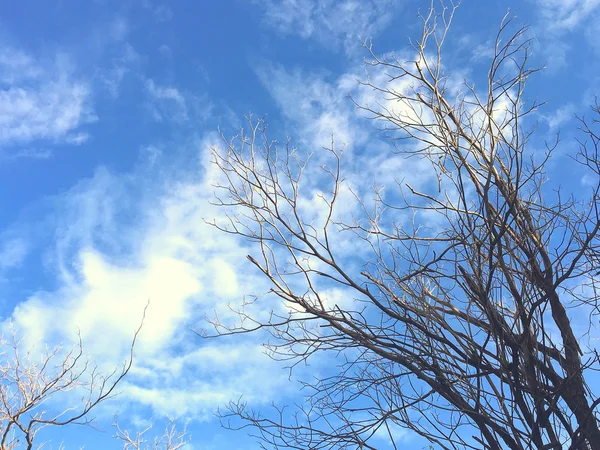 Himmel und Baumwipfelhintergrund im Nachmittagslicht, Blick von unten — Stockfoto