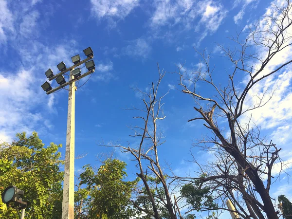 Céu e árvore fundo sob o tempo de luz da tarde, vista de baixo — Fotografia de Stock