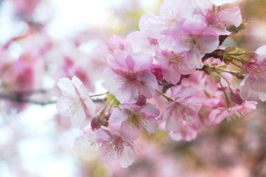 Sakura çiçek güneş ışığı altında