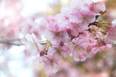 Sakura çiçek güneş ışığı altında