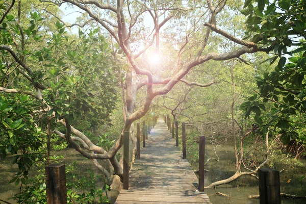 Floresta de mangue sob a luz do sol — Fotografia de Stock