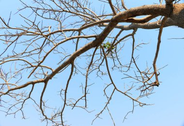 Ağaç ağaç üst arka plan beyaz zemin üzerine 