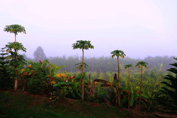 Banaan Tuin Berg Onder Donkere Grijze Mist Tijd Van Ochtend — Stockfoto