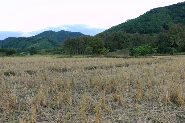 稻草稻田收获后在傍晚时分的山前 — 图库照片