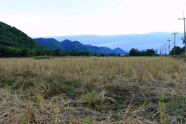Slámy Rýžové Pole Sklizni Hory Večerní Čas — Stock fotografie