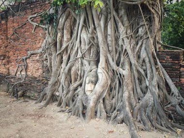 Banyan tree Tarih Parkı üzerinde Buda'nın kafasından
