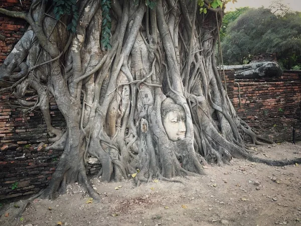 Κεφάλι Βούδα Στο Banyan Δέντρο Ιστορικό Πάρκο — Φωτογραφία Αρχείου