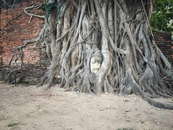 Buddha Kepala Pohon Beringin Taman Sejarah — Stok Foto