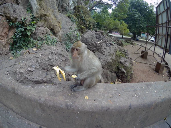 Les singes suivent le temple. En attente de nourriture reçue des touristes — Photo