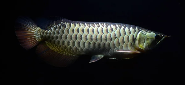 Una de las especies de peces más populares de alimentación —  Fotos de Stock