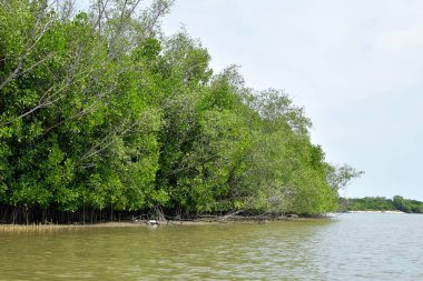 Doğal mangrov görmek için cruise.