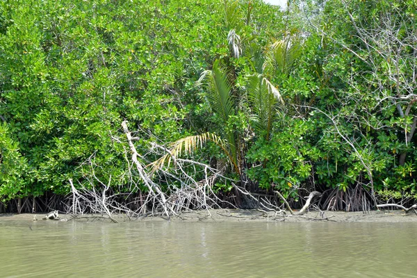 Cruise to see the natural mangrove. — Stock Photo, Image