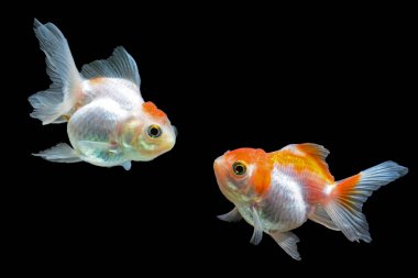 Japon balığı, güzel ve müreffeh balık