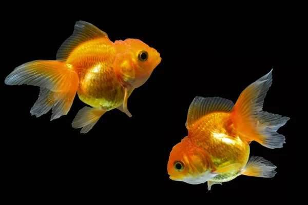 Złota rybka, piękna i zamożnych ryb — Zdjęcie stockowe