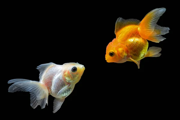 Złota rybka, piękna i zamożnych ryb Zdjęcie Stockowe